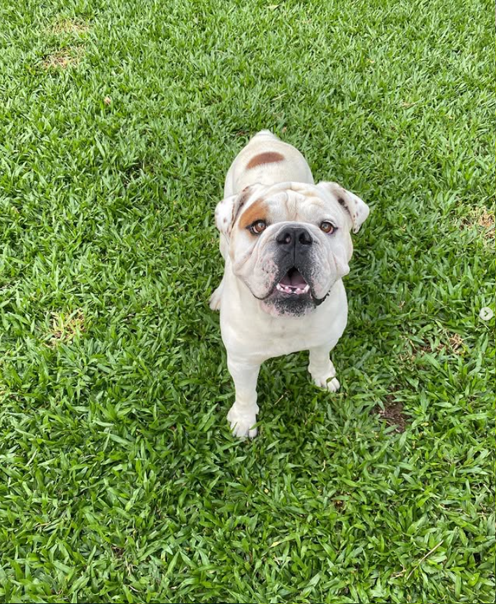 Foto do Pet 3