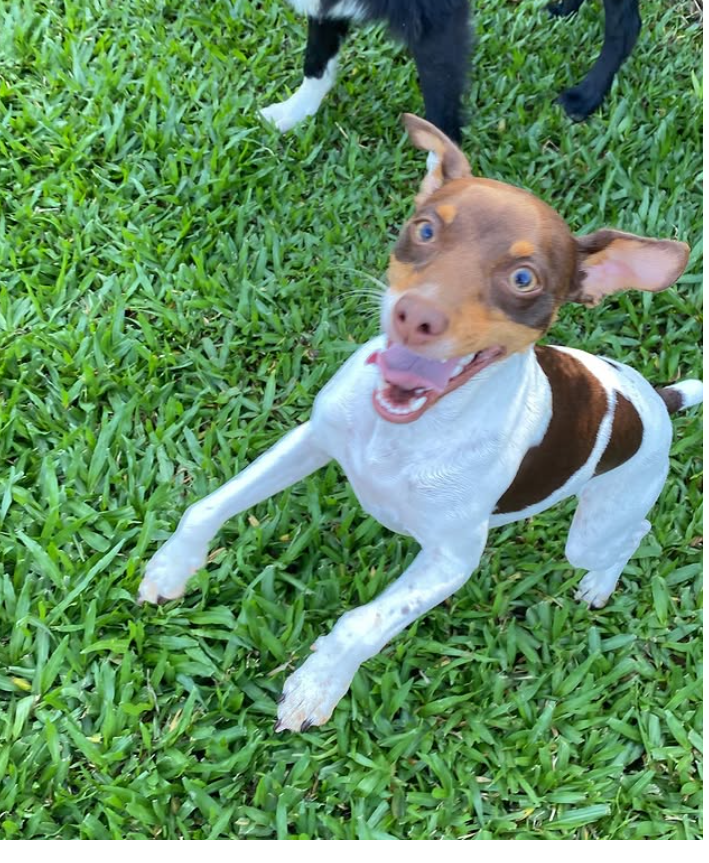 Foto do Pet 4