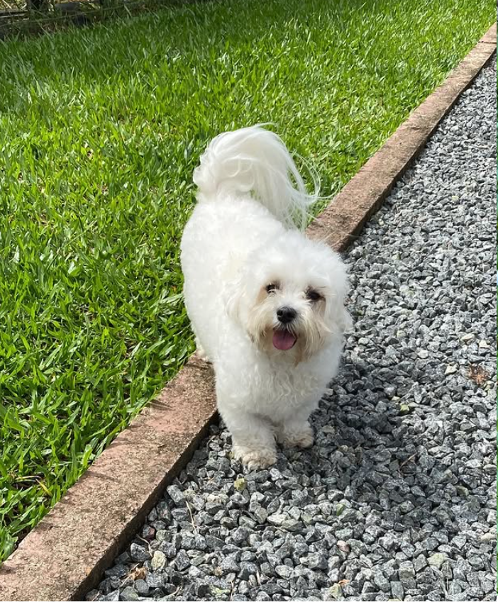 Foto do Pet 5